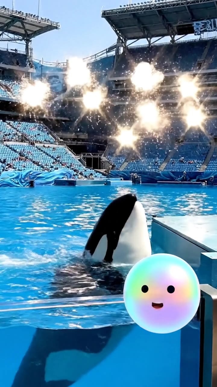 The tragic story of Tilikum