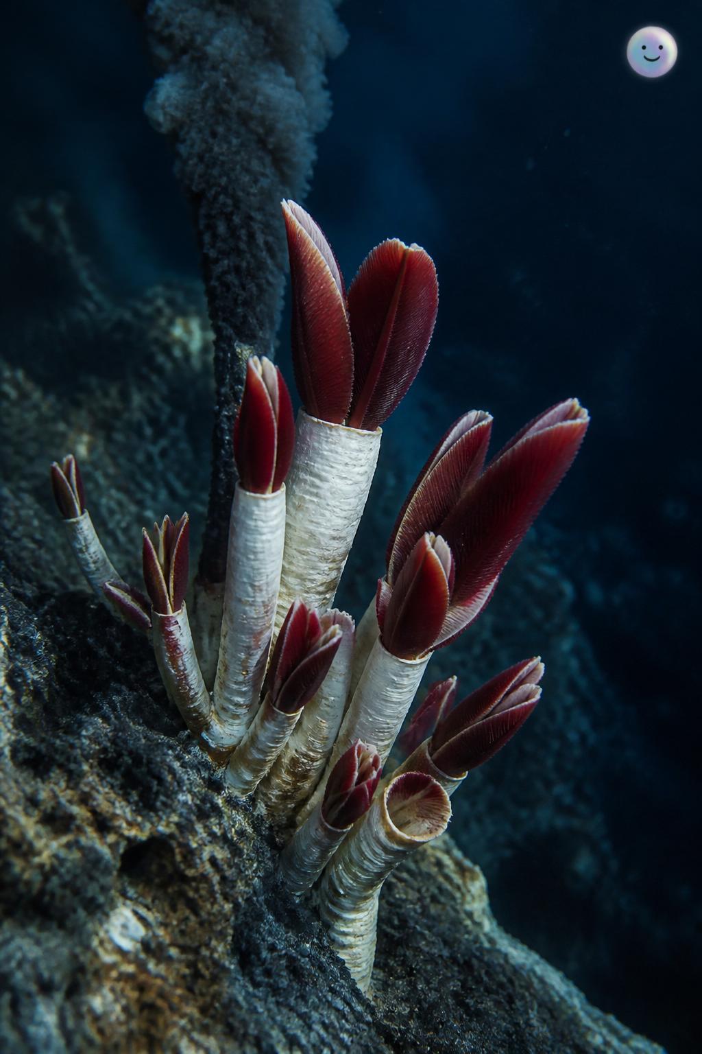 Giant tube worms fueled by chemical energy
