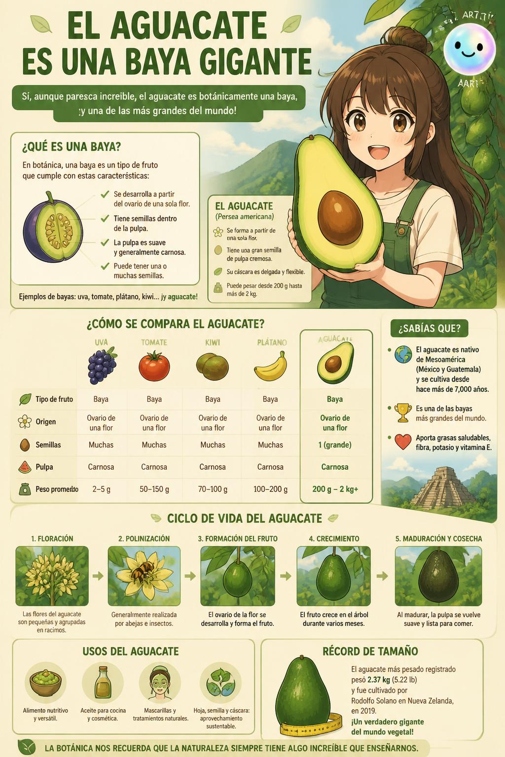El aguacate es una baya gigante