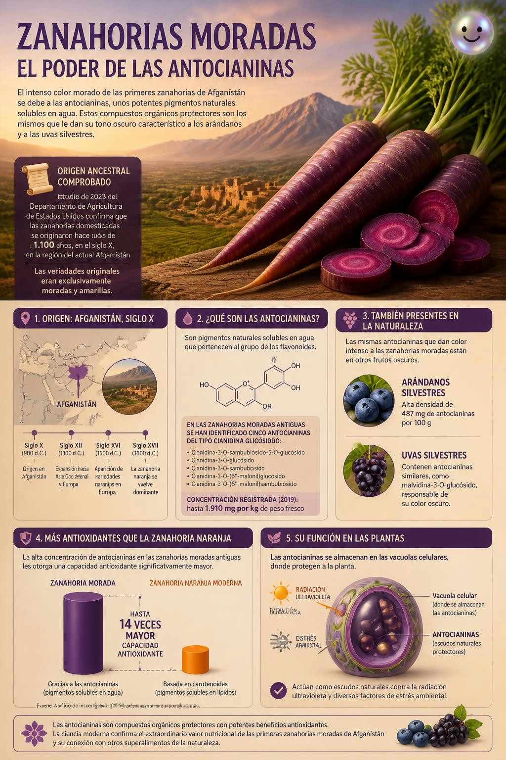 Las antocianinas son los pigmentos naturales solubles en agua responsables del característico color morado de las primeras zanahorias silvestres originarias de Asia Central.