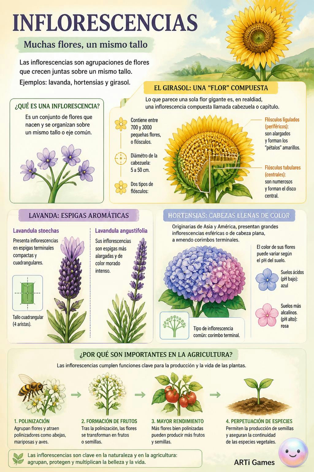Las **inflorescencias** son agrupaciones de flores que crecen juntas sobre un mismo tallo, como ocurre en la lavanda o las hortensias. Aunque un girasol parece una sola flor gigante, en realidad es un