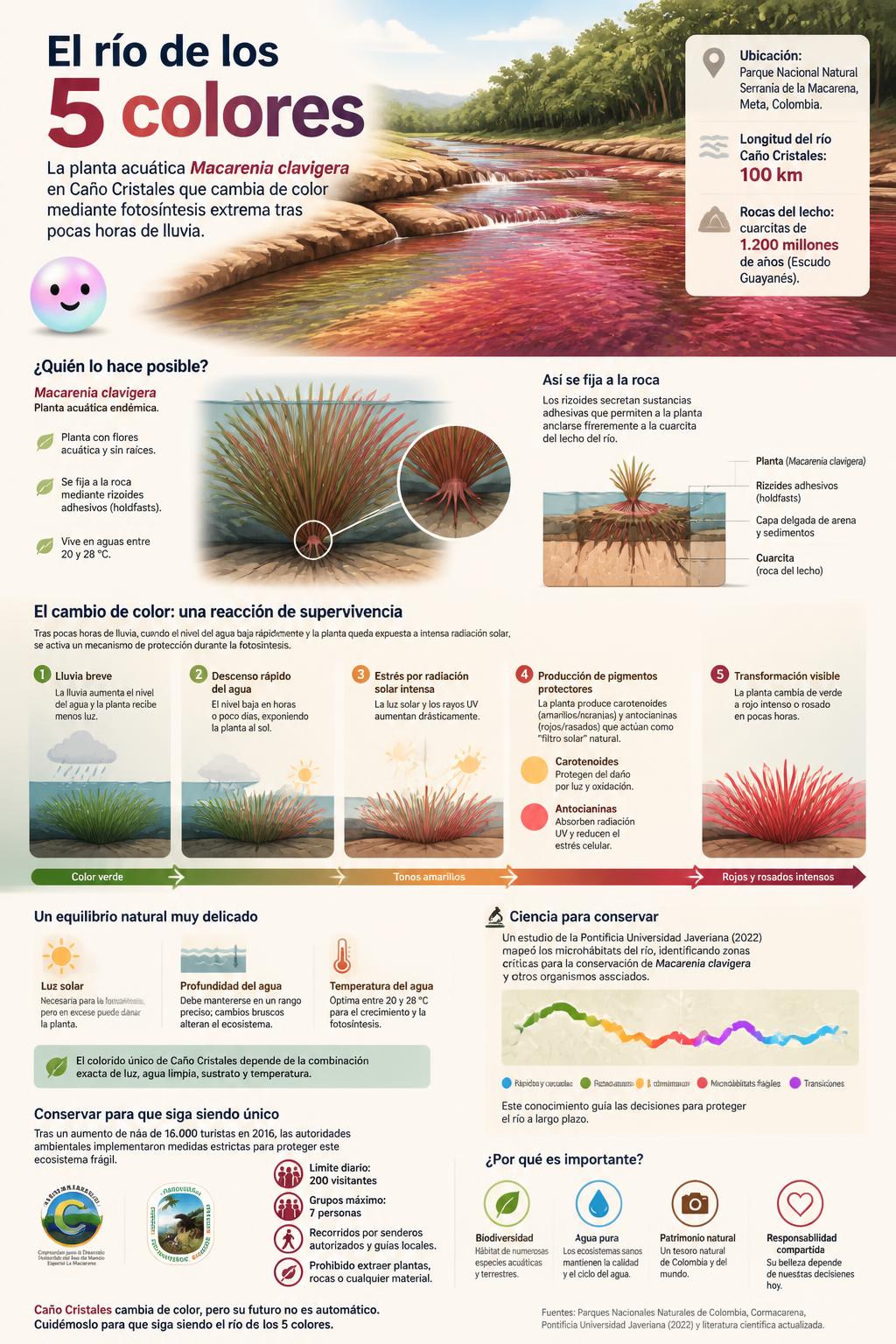 A few hours of rain trigger extreme photosynthesis, coloring Colombia's Caño Cristales river.