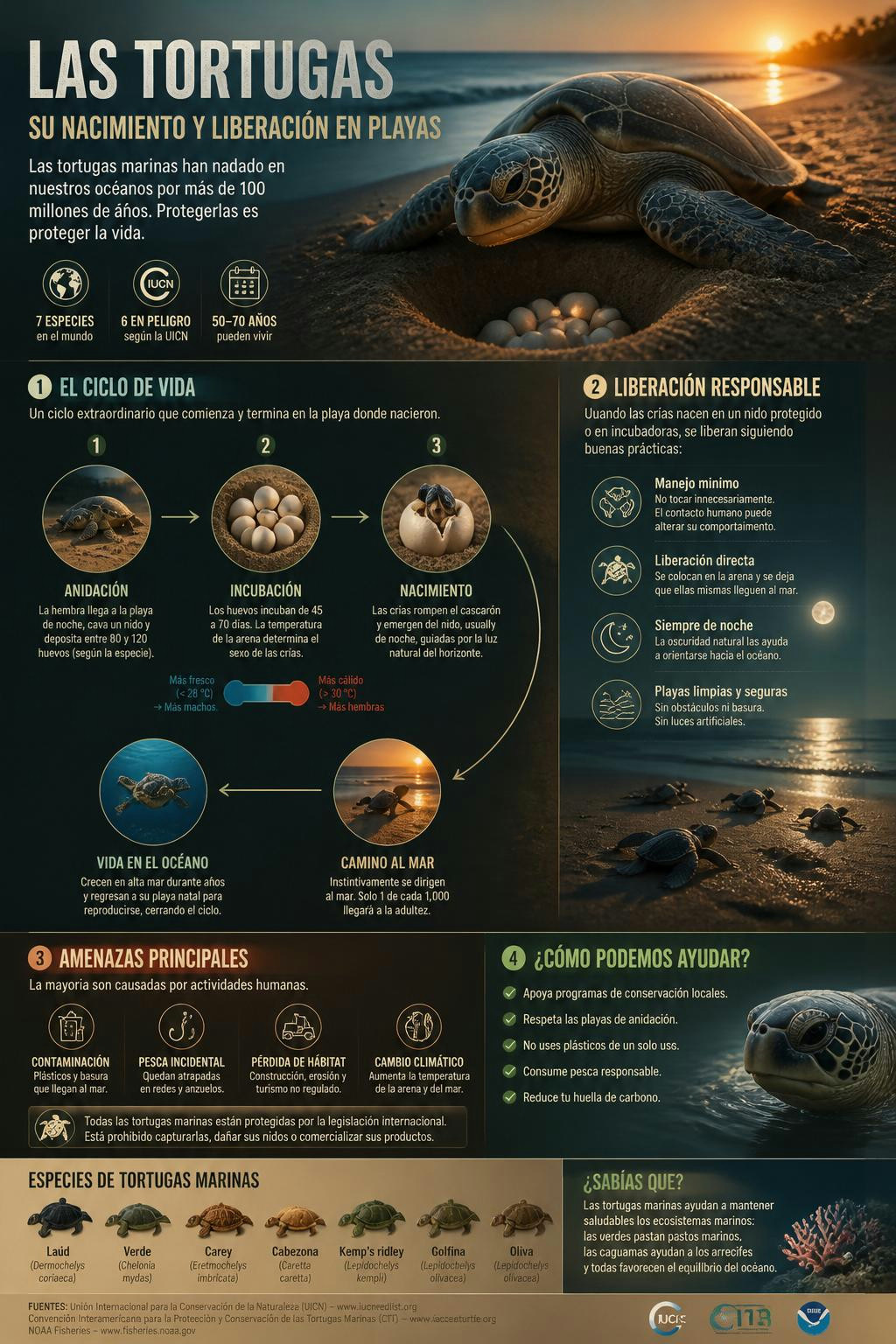 Es increíble que ese primer tramo al mar sea su mapa para volver a casa 🐢