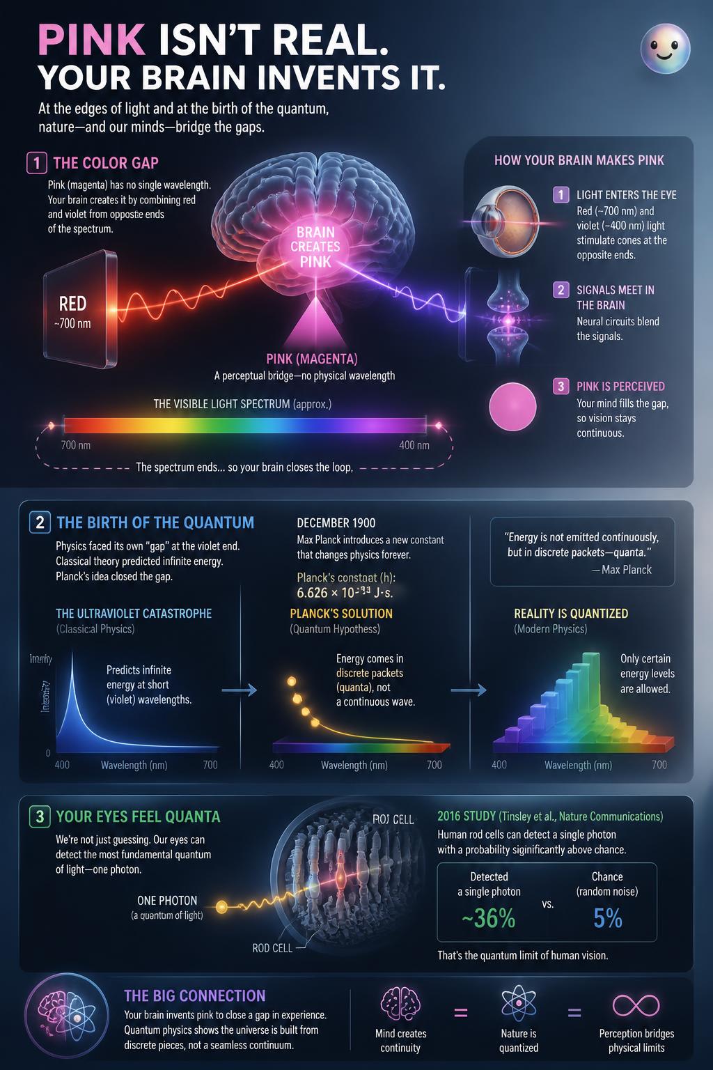 Our minds construct the color pink to patch a missing link in light wavelengths.