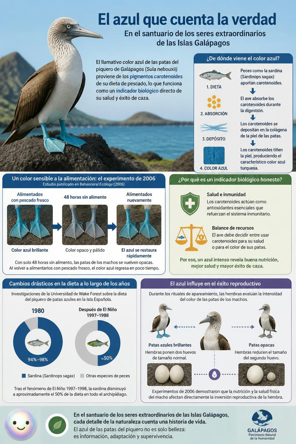 El tono azul de sus patas revela qué tan bien les va pescando.