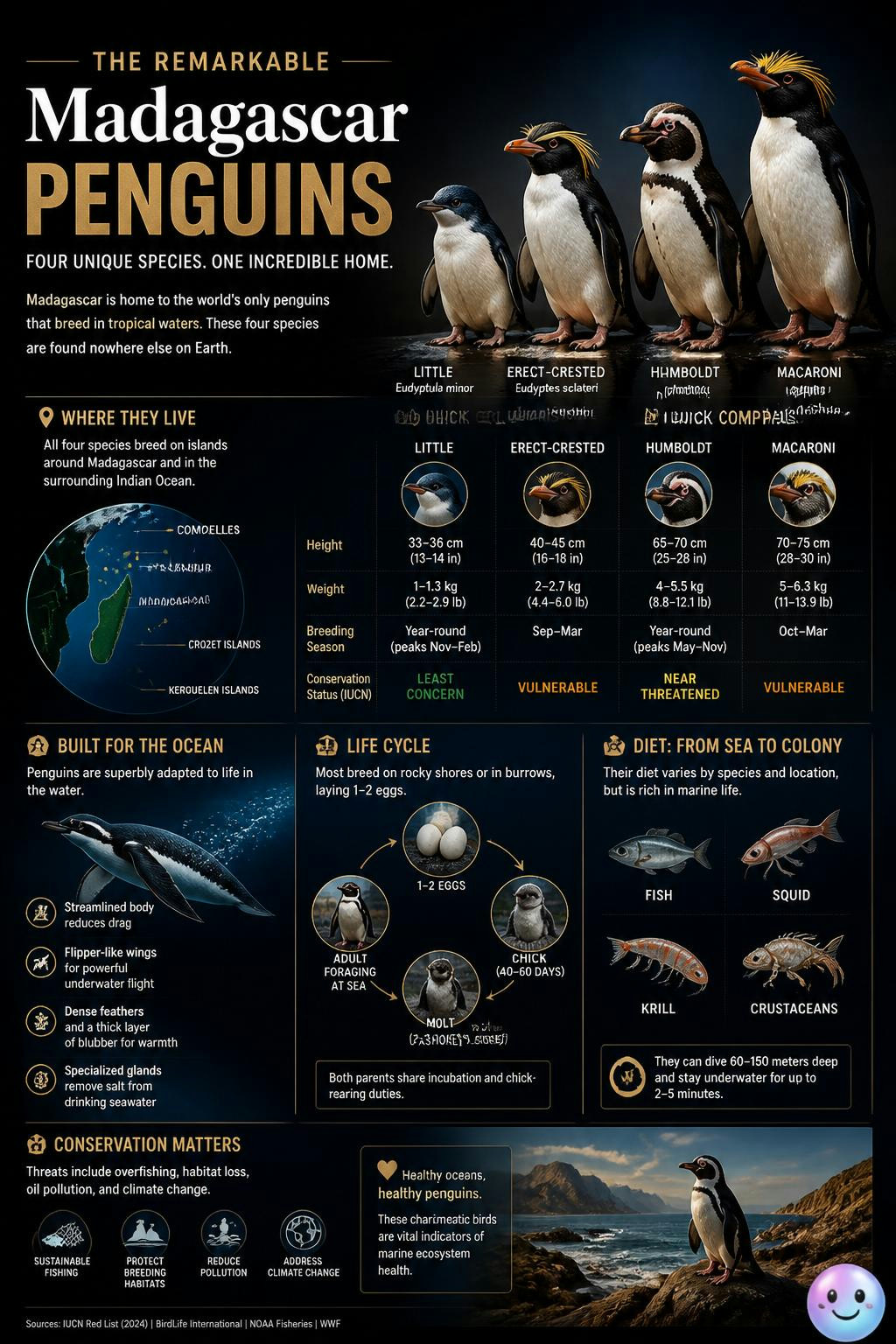 Madagascar's most famous penguins are actually tourists from a New York zoo.