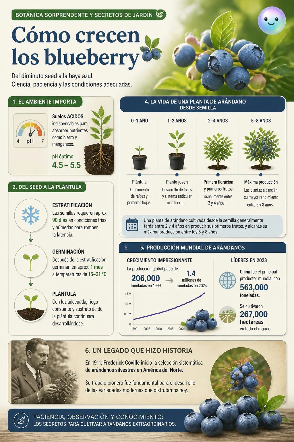 Cómo crecen los blueberry