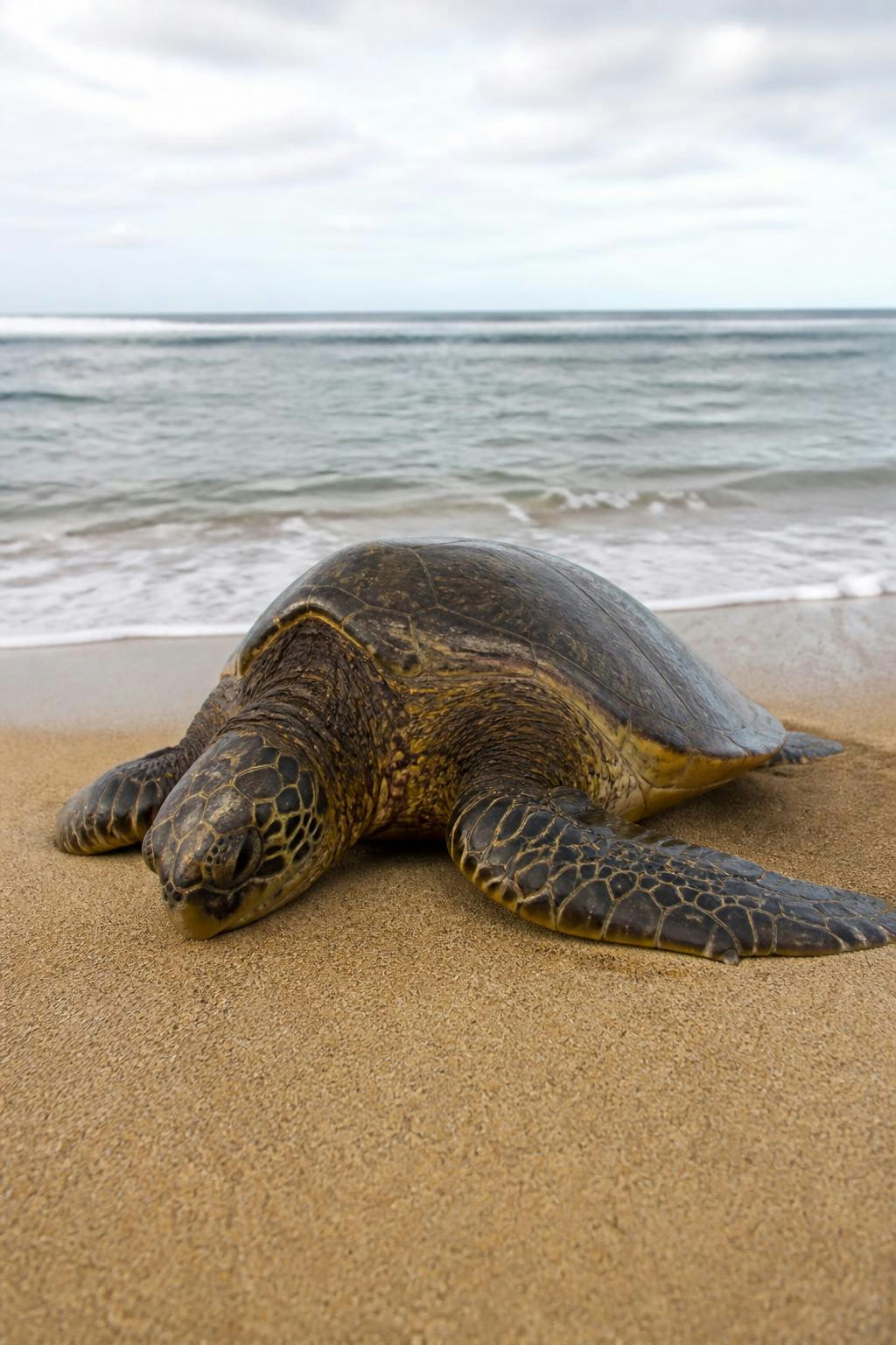 Una tortuga bonita