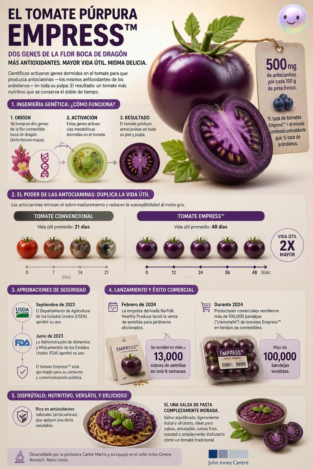 El tomate morado genéticamente modificado con dos genes de boca de dragón para producir altos niveles de antocianinas, lo que potencia su valor nutricional y duplica su vida útil.