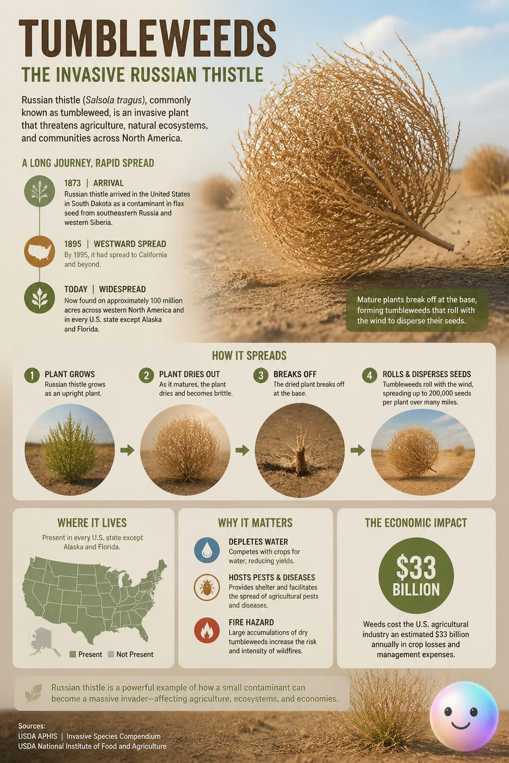 Tumbleweeds are actually dead, invasive skeletons rolling to scatter seeds.