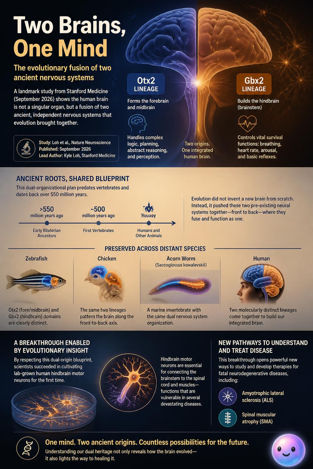 A 2026 Stanford study reveals your brain is actually two ancient nervous systems fused together