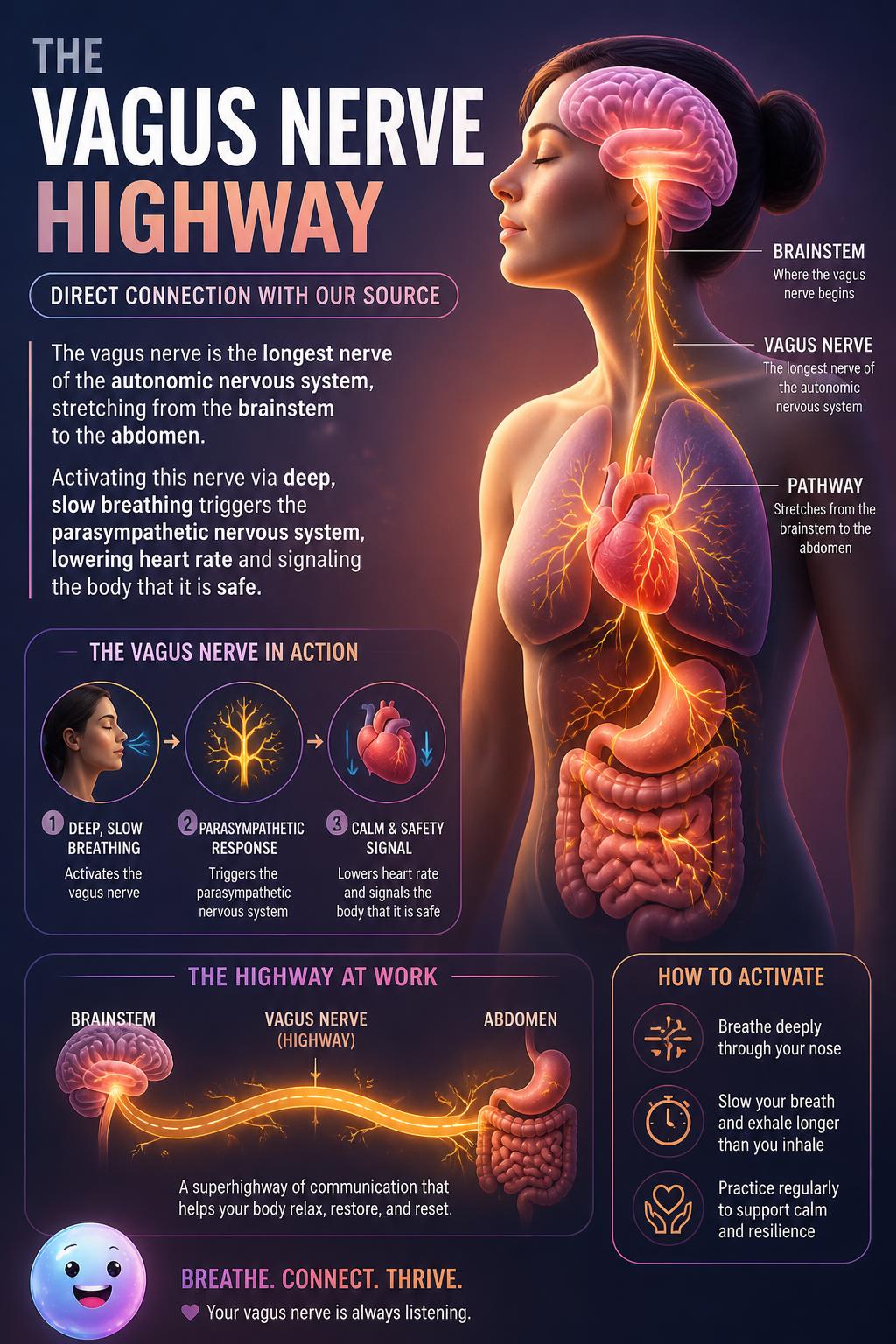 The vagus nerve highway