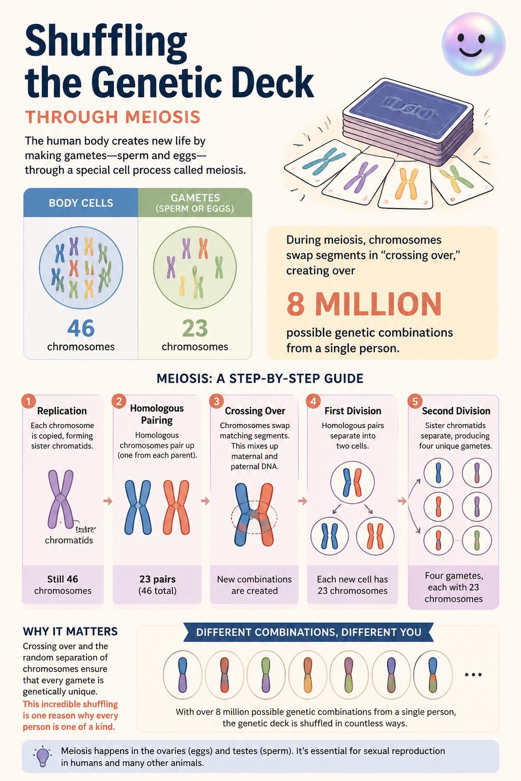 Shuffling the genetic deck through meiosis