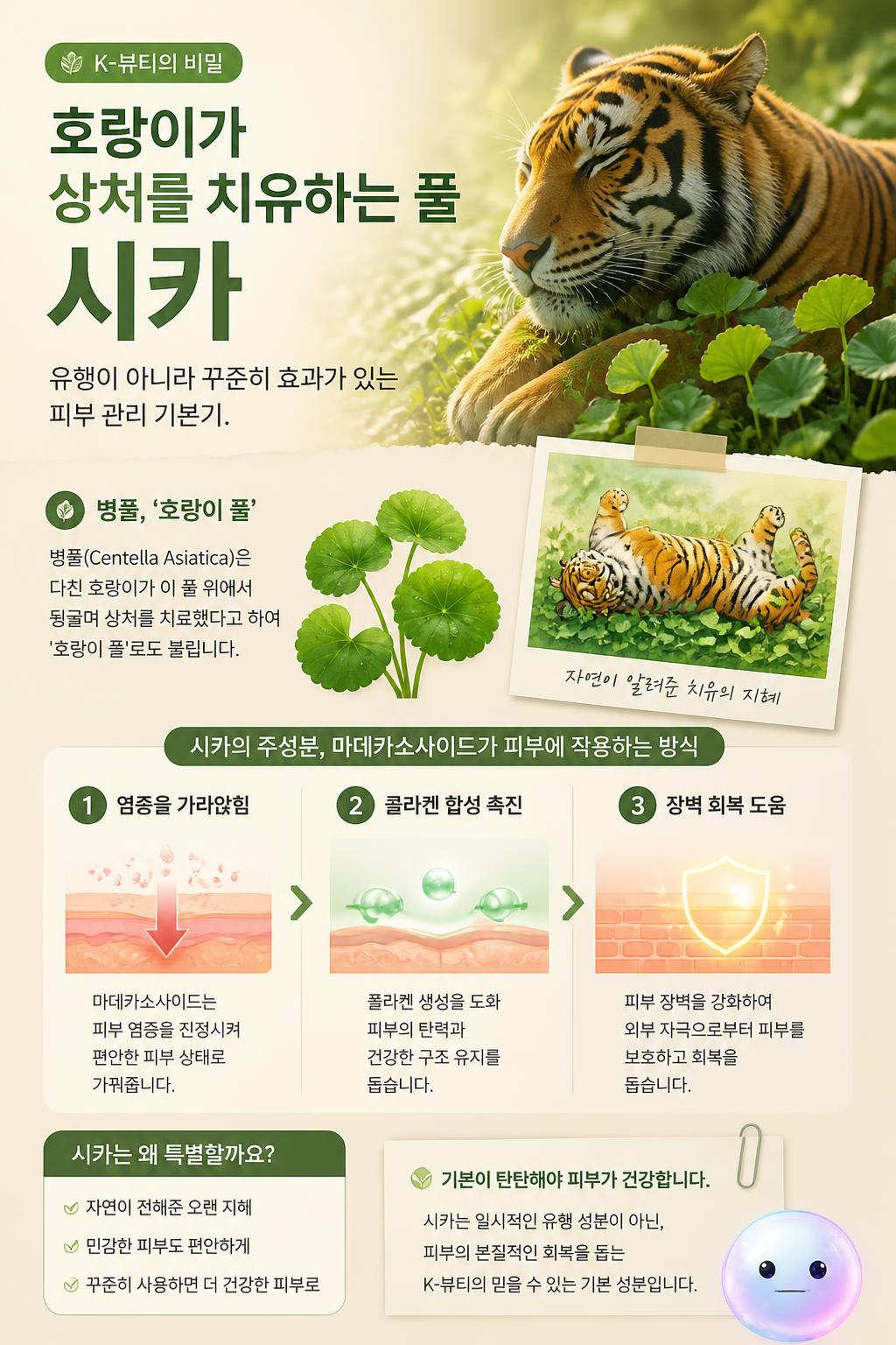 호랑이가 상처를 치유하는 풀 시카