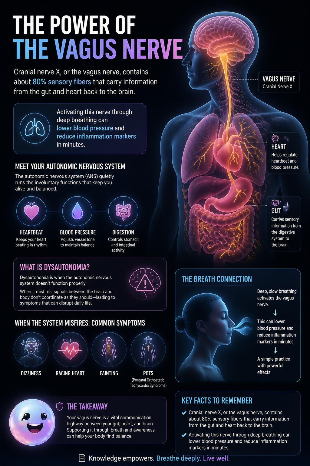 The power of the vagus nerve