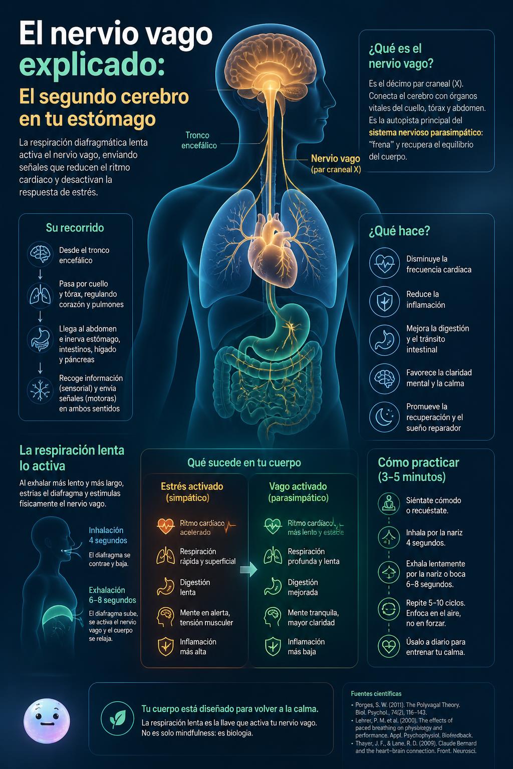 El segundo cerebro en tu estómago
