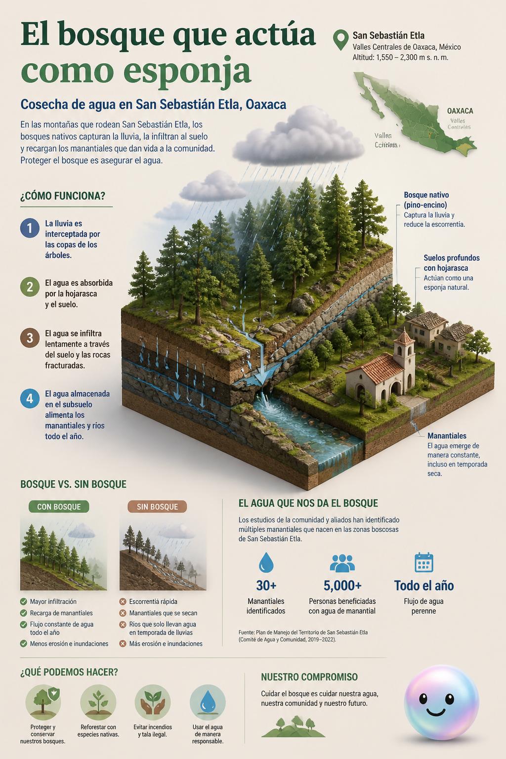 El bosque que actúa como esponja