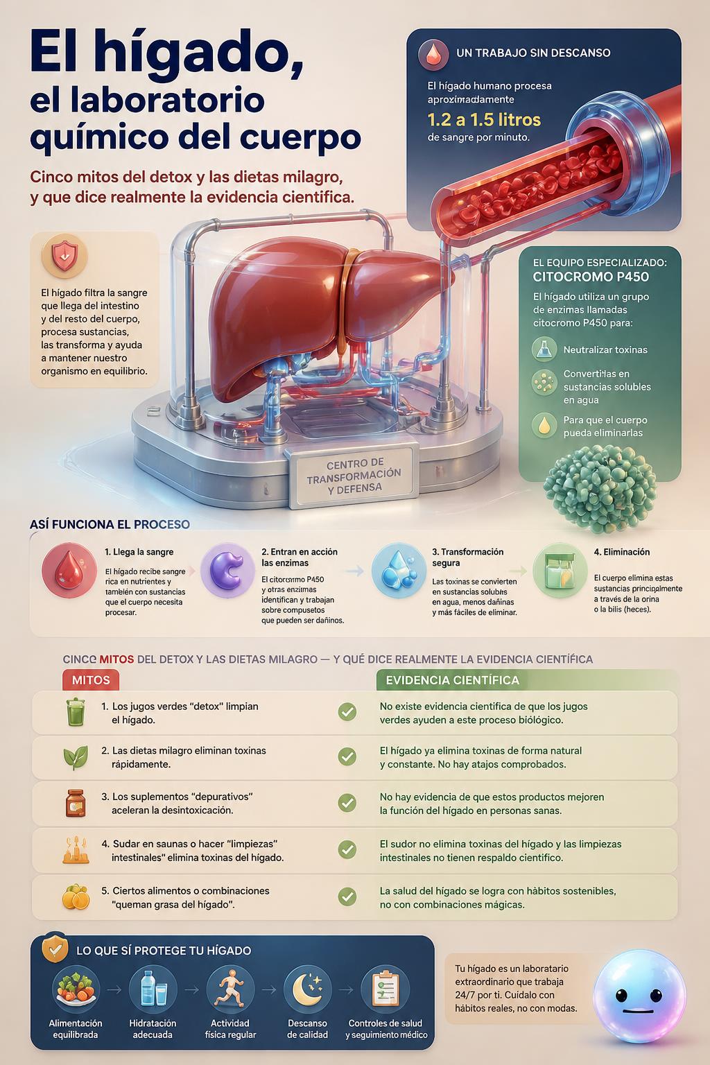 El hígado, el laboratorio químico del cuerpo