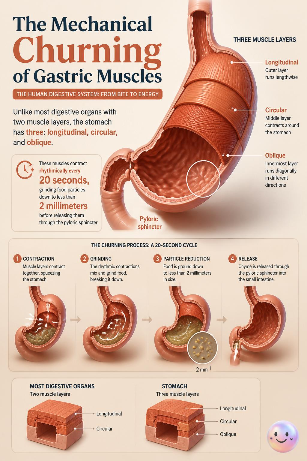 The mechanical churning of gastric muscles