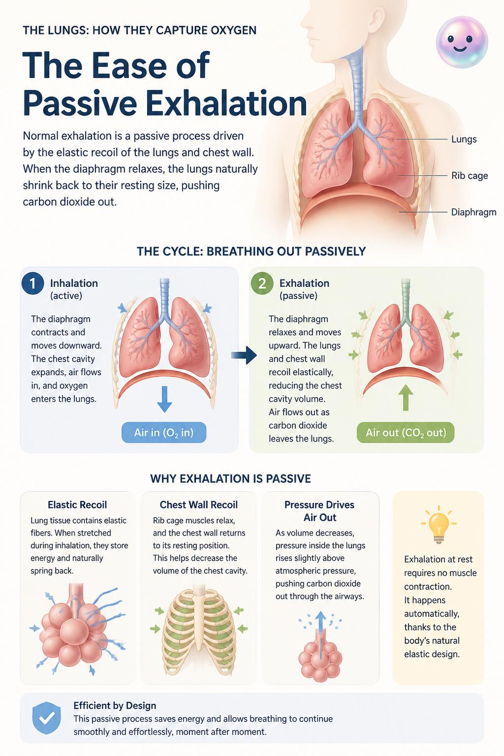 The ease of passive exhalation