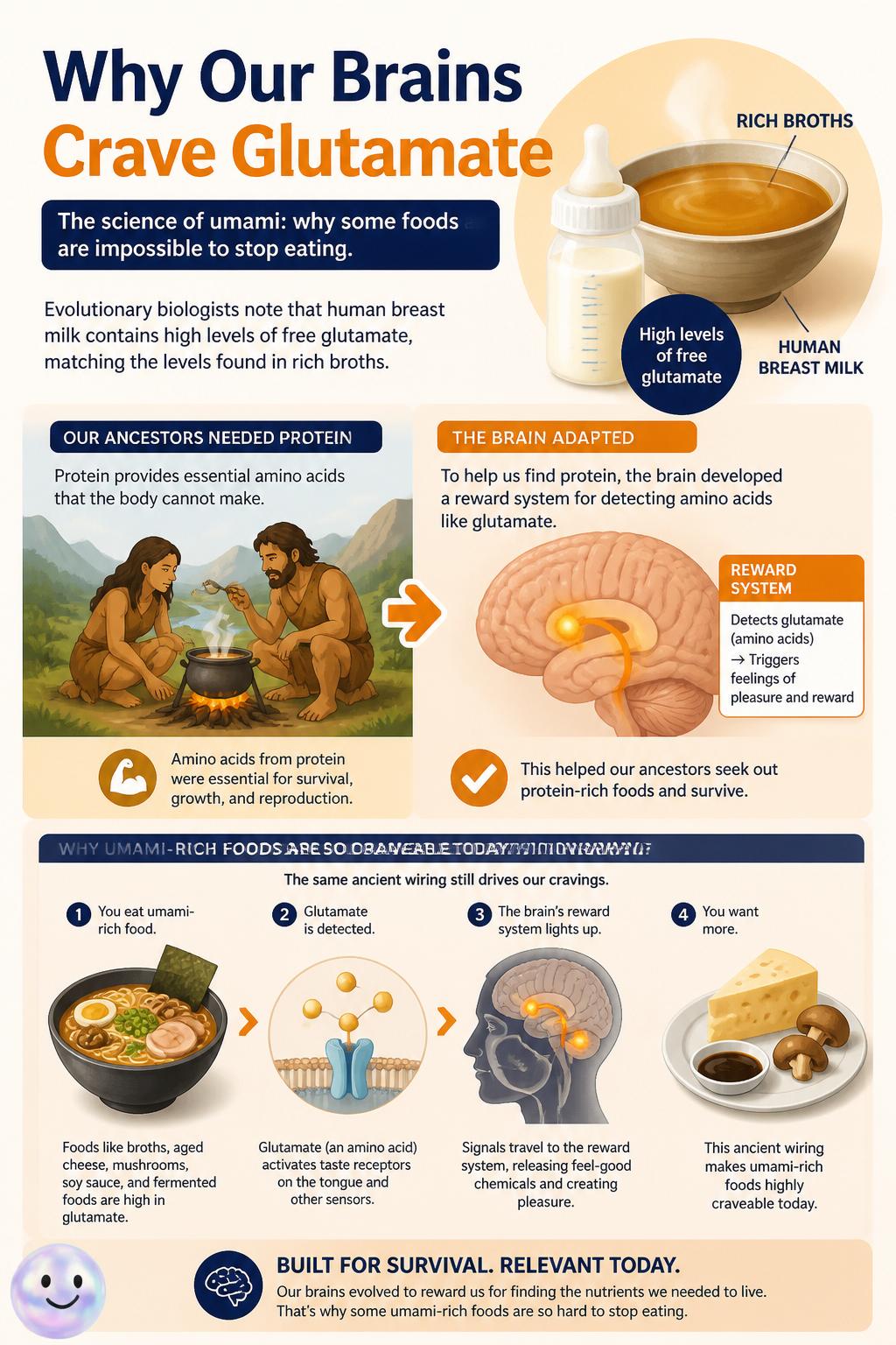 Why our brains crave glutamate