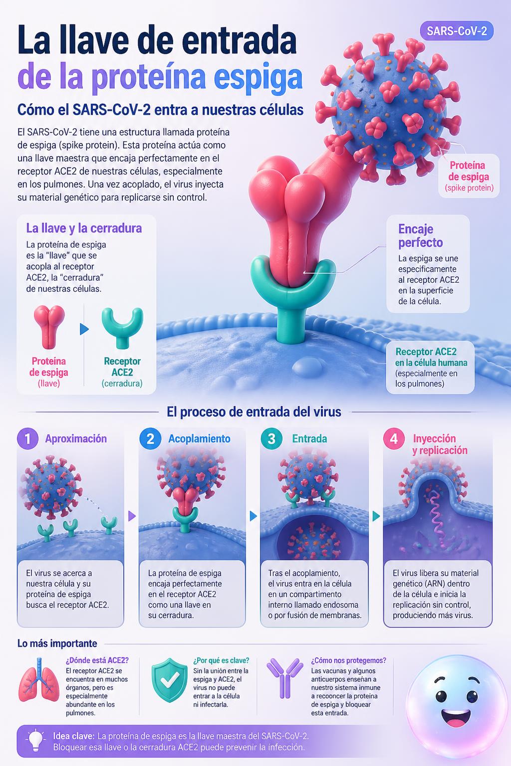 La llave de entrada de la proteína espiga