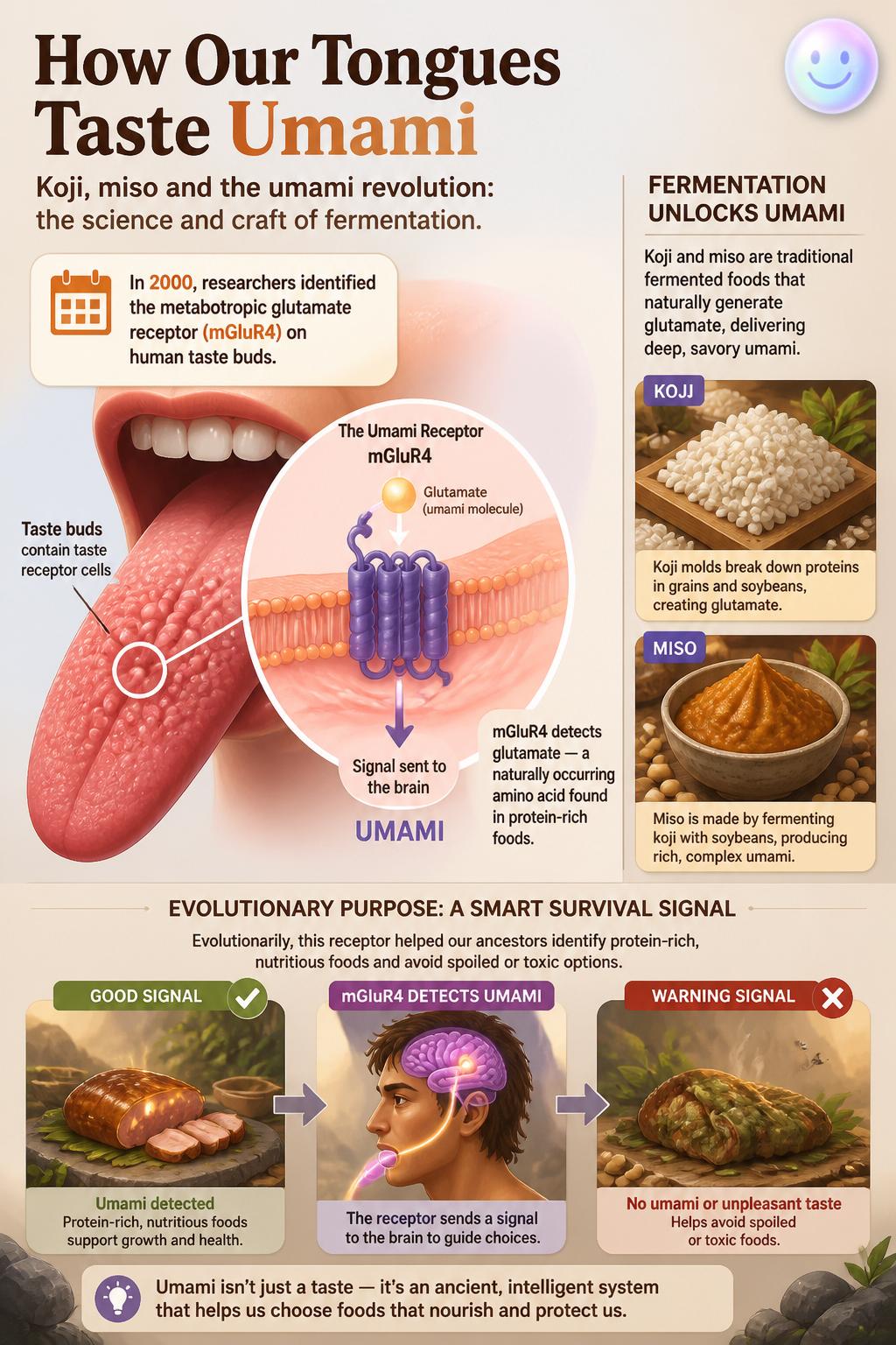 How our tongues taste umami