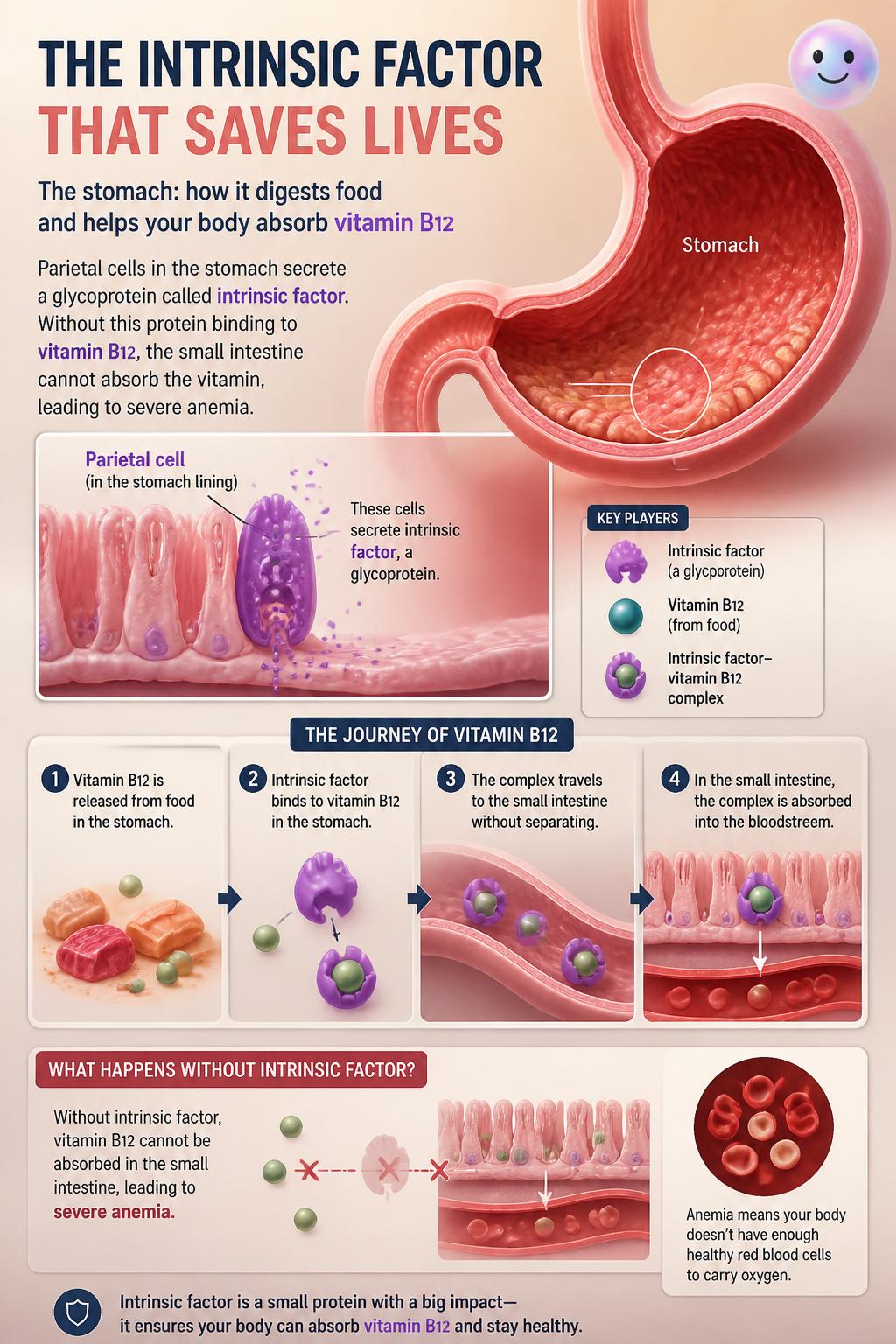 The intrinsic factor that saves lives