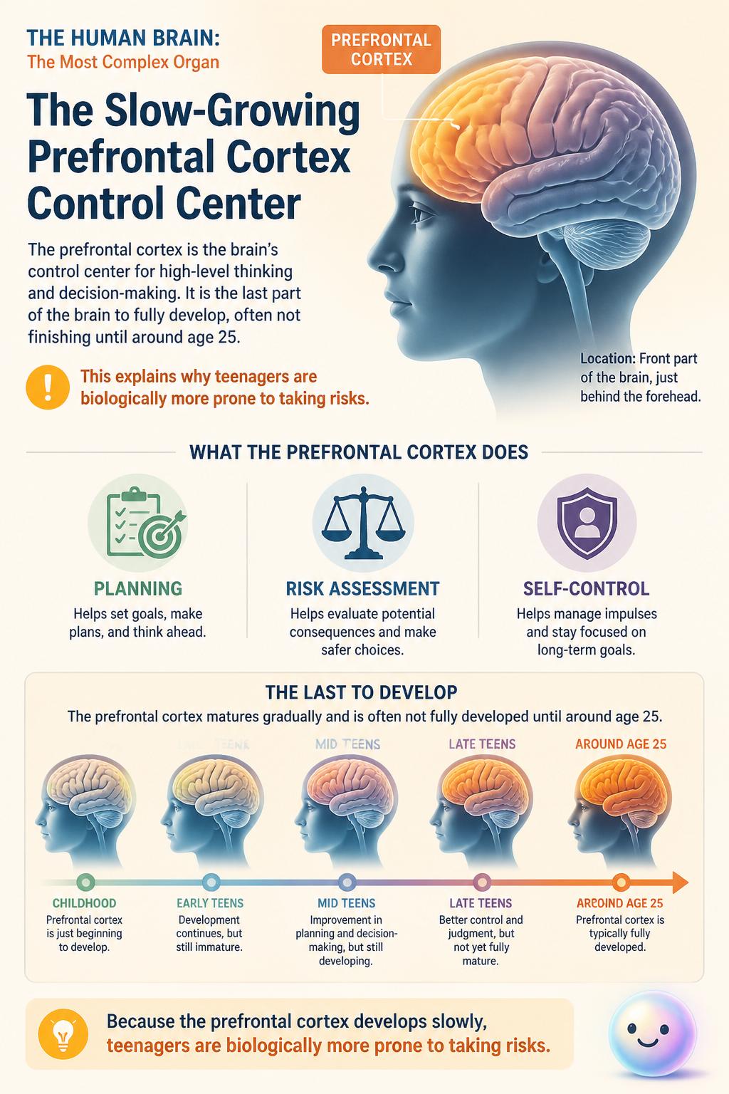 The slow-growing prefrontal cortex control center