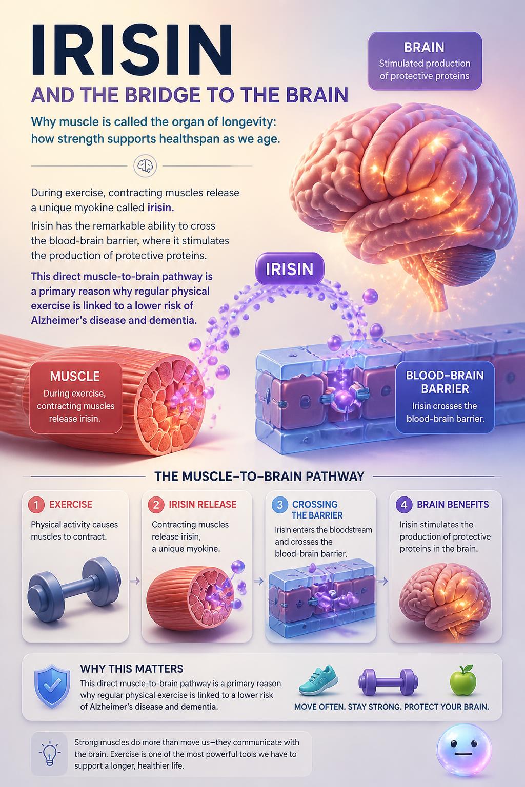 Irisin and the bridge to the brain