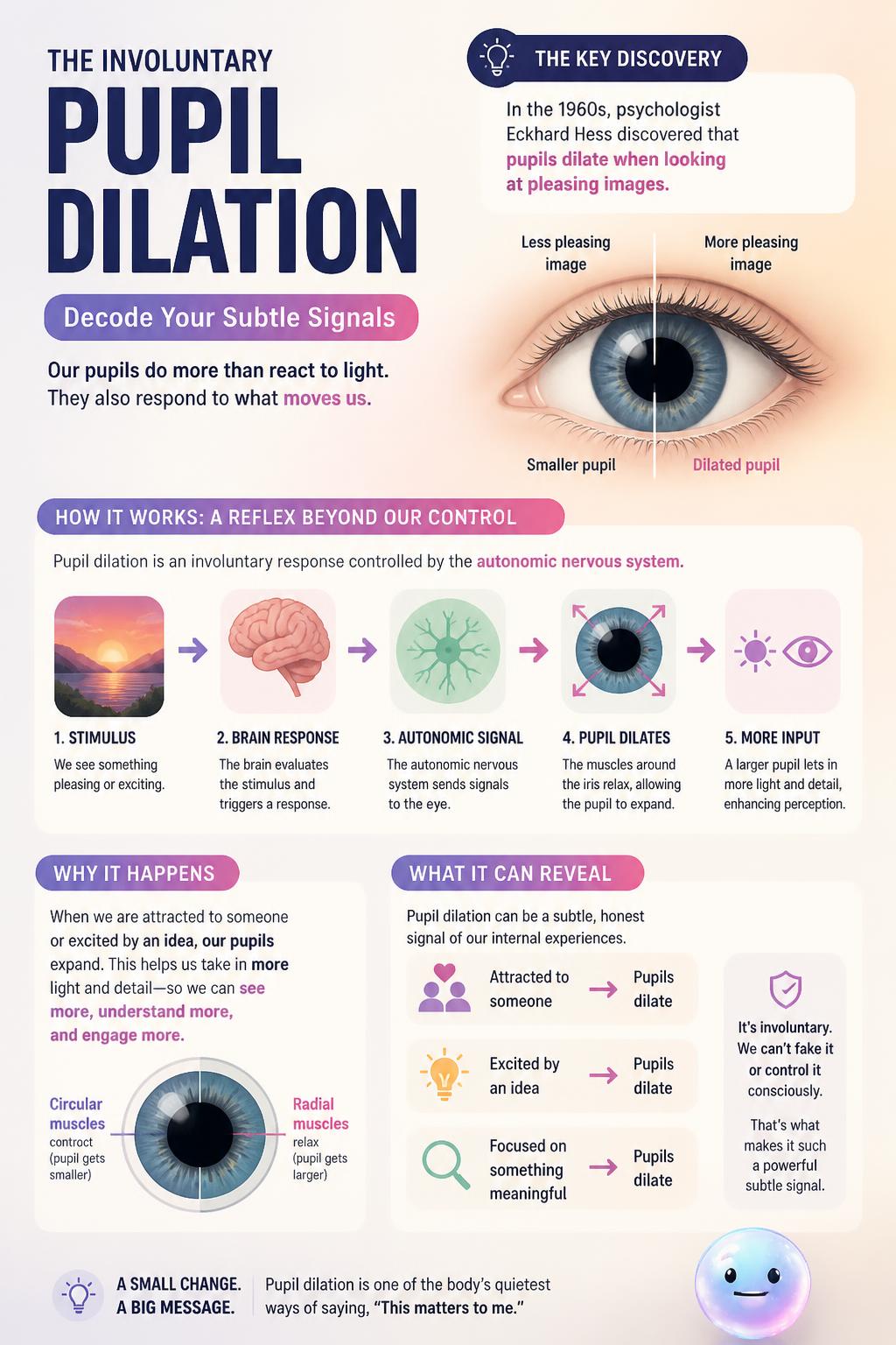 The involuntary pupil dilation