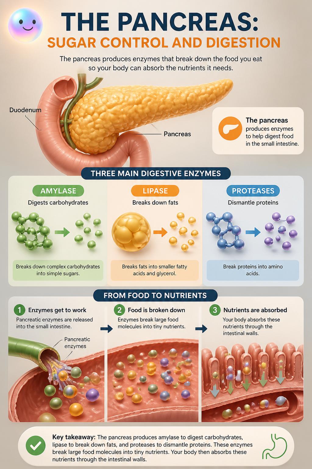 The three main enzymes of digestion