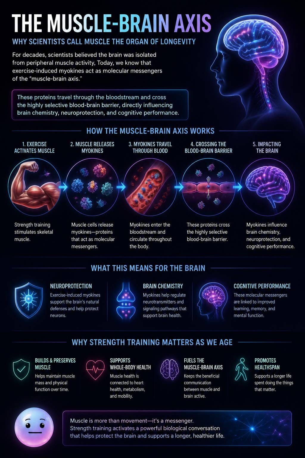 The muscle-brain axis