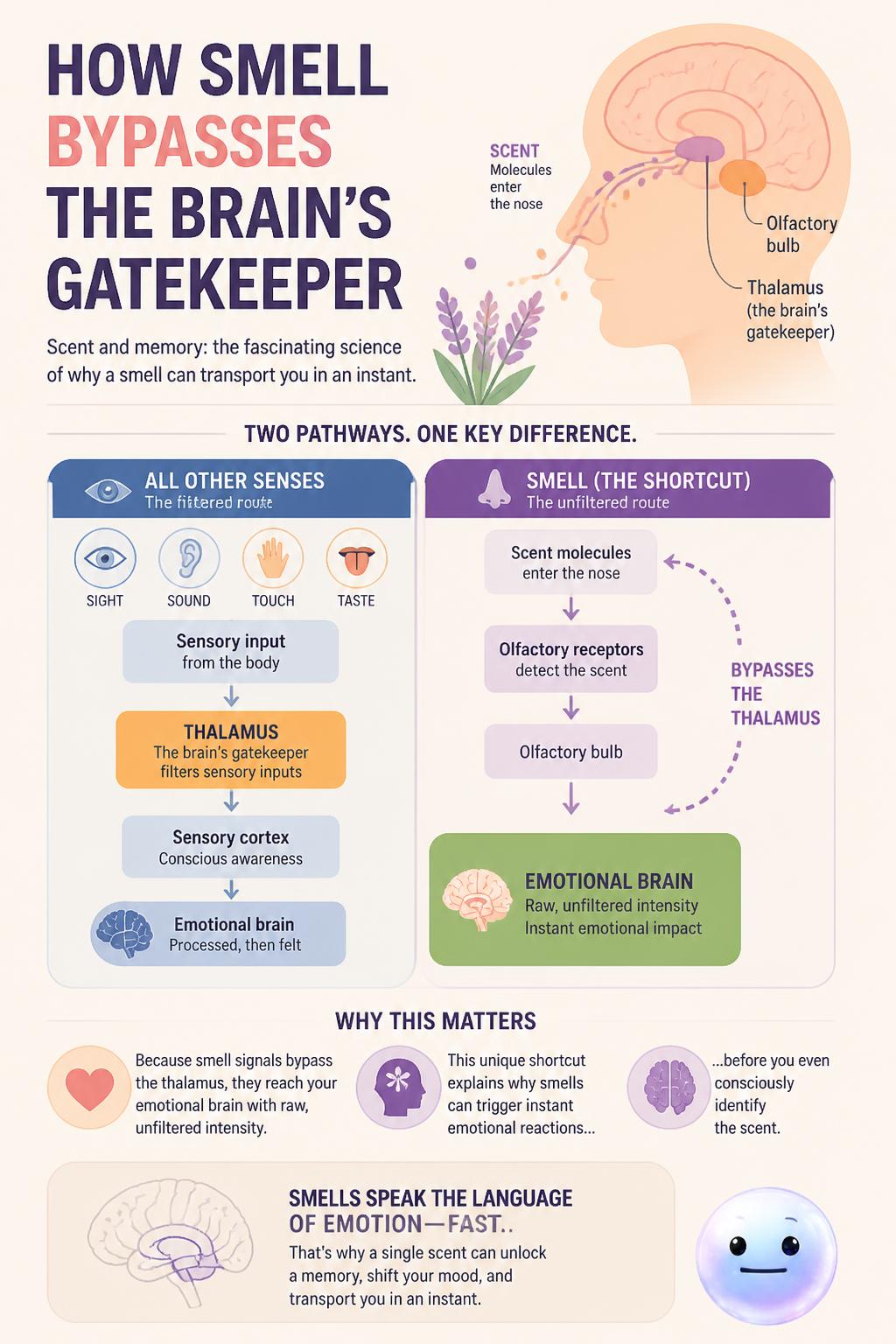 How smell bypasses the brain's gatekeeper